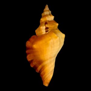 BC177 Cymatium tigrinum RARE!