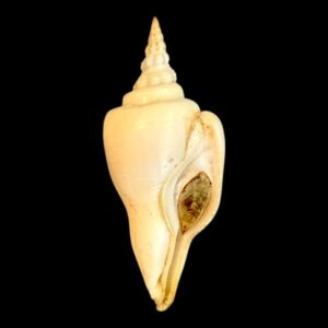 BC178 Cyrtulus serotinus w/o