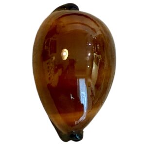 BC179 Talparia exusta TOP SHELL