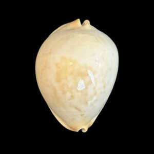 BC180 Zoila jeaniana aurata - TAIWAN BOAT