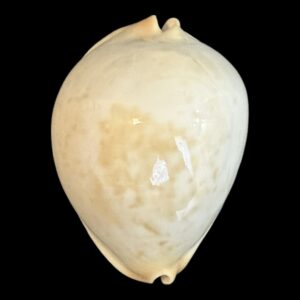 BC180 Zoila jeaniana aurata HEAVY