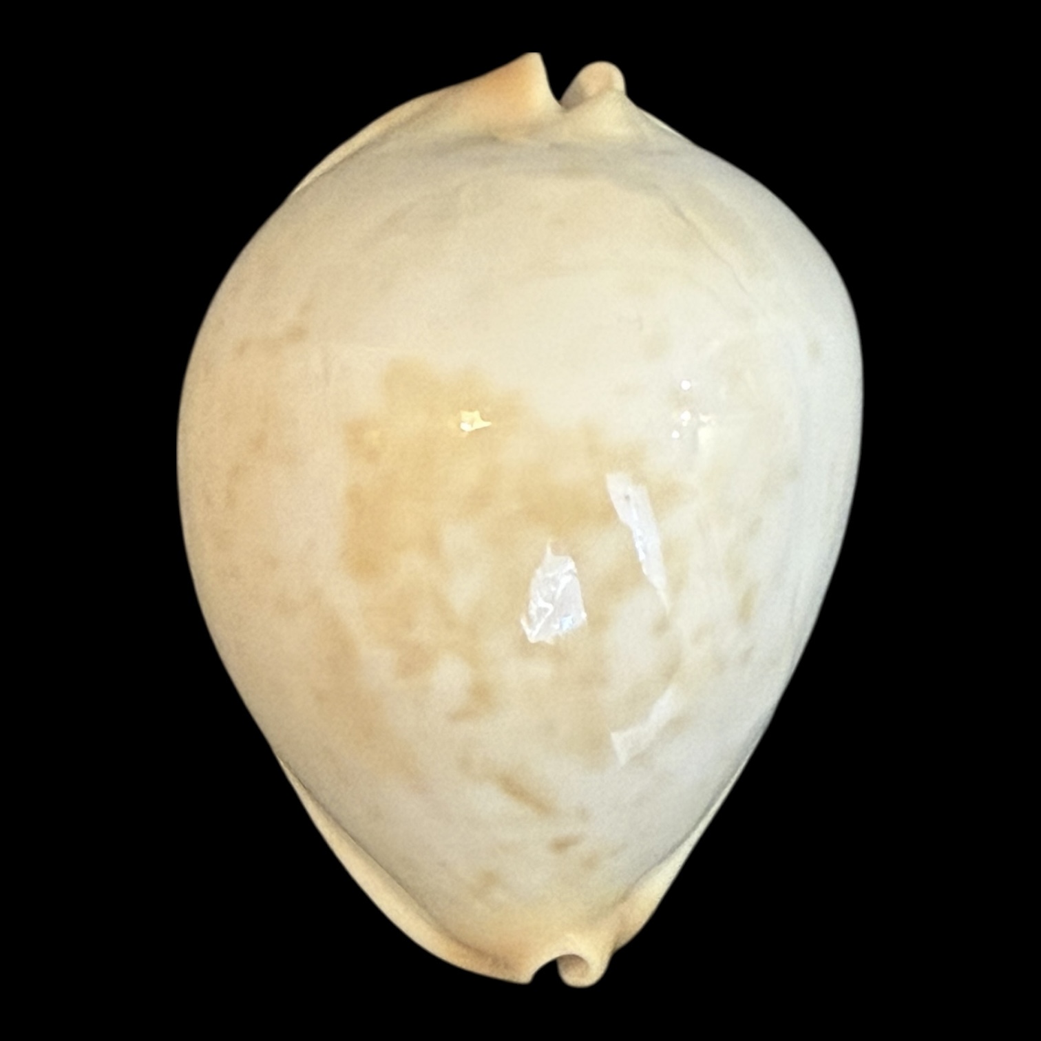 BC180 Zoila jeaniana aurata HEAVY