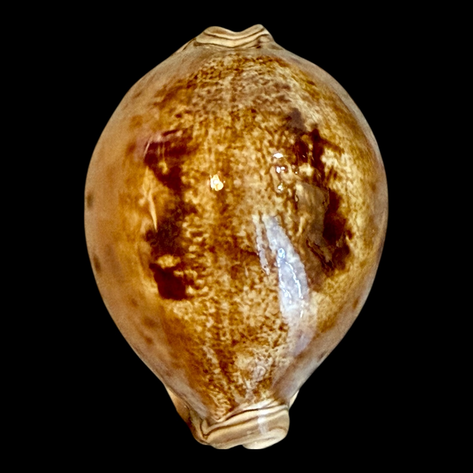 BC182 Leporicypraea valentia NICE