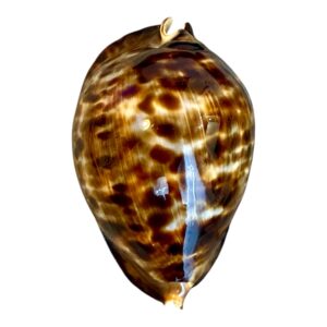 BC183 Zoila friendii vercoi HUGE