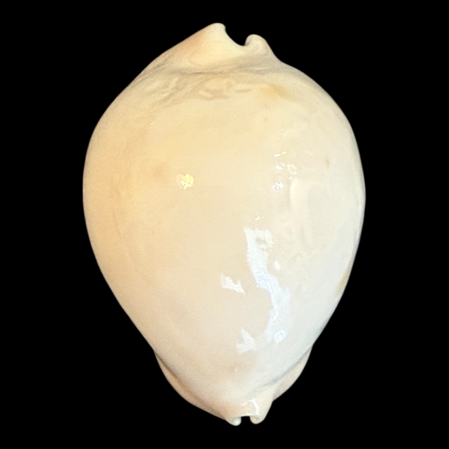 BC184 Zoila venusta cfr. bakeri HEAVY