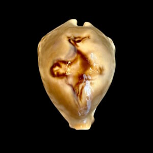 BC185 Barycypraea fultoni massieri f. amorimi - TOP SHELL