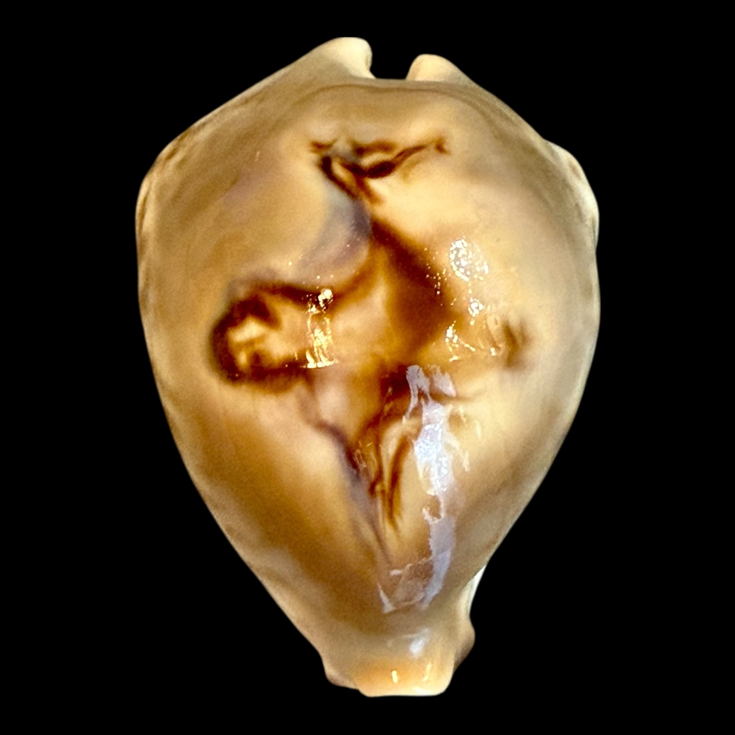 BC185 Barycypraea fultoni massieri f. amorimi TOP SHELL