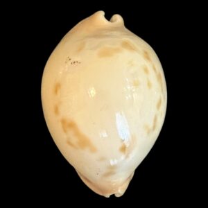 BC186 Zoila venusta bakeri variation