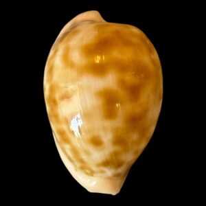 BC189 Cypraeovula castanea castanea RARE!!