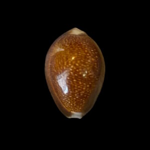 BC190 Monetaria caputdraconis - XL SIZE