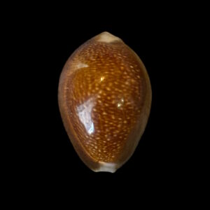 BC190 Monetaria caputdraconis - XL SIZE