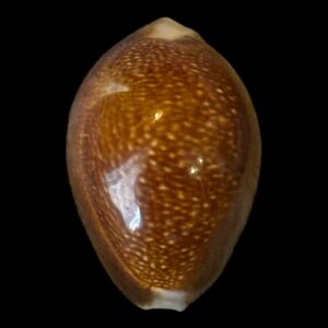 BC190 Monetaria caputdraconis BIG