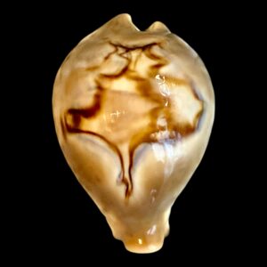 BC192 Barycypraea fultoni massieri NICE!