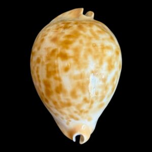 BC194 Zoila jeaniana aurata BEAUTIFUL