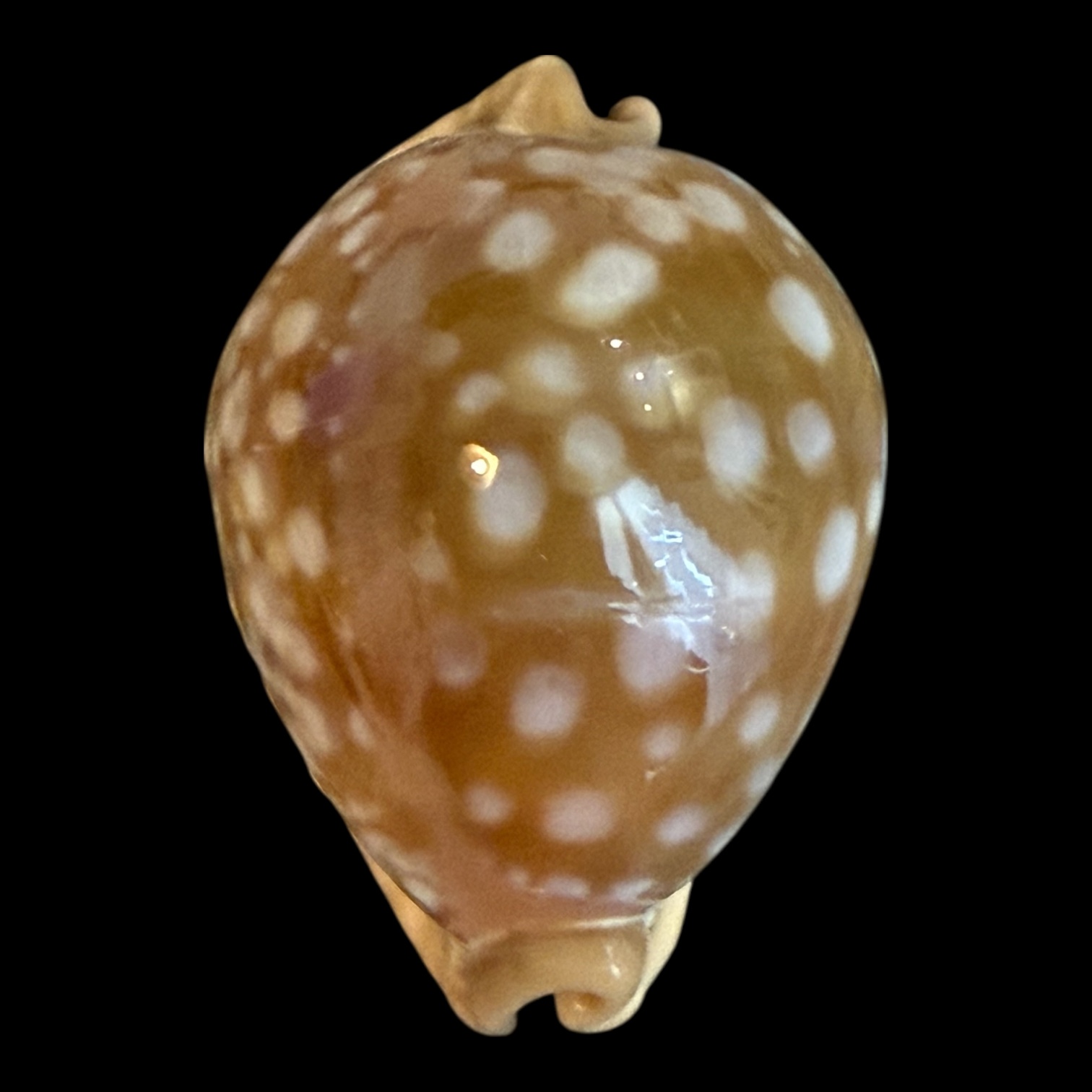 BC195 Callistocypraea leucodon