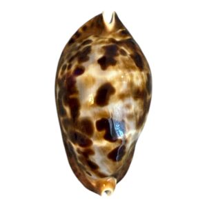 BC196 Zoila friendii BUSSELTON FORM