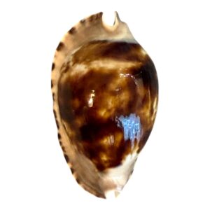 BC198 Zoila marginata f. consueta DARK