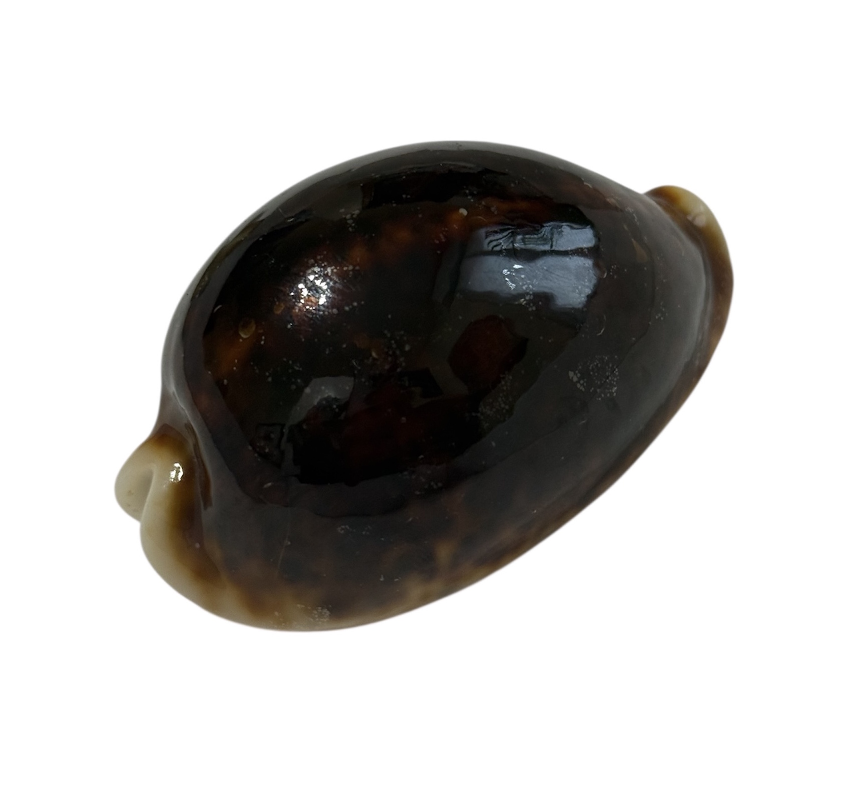 BC018 Cypraea pantherina f. funebralis - VERY DARK - Image 2