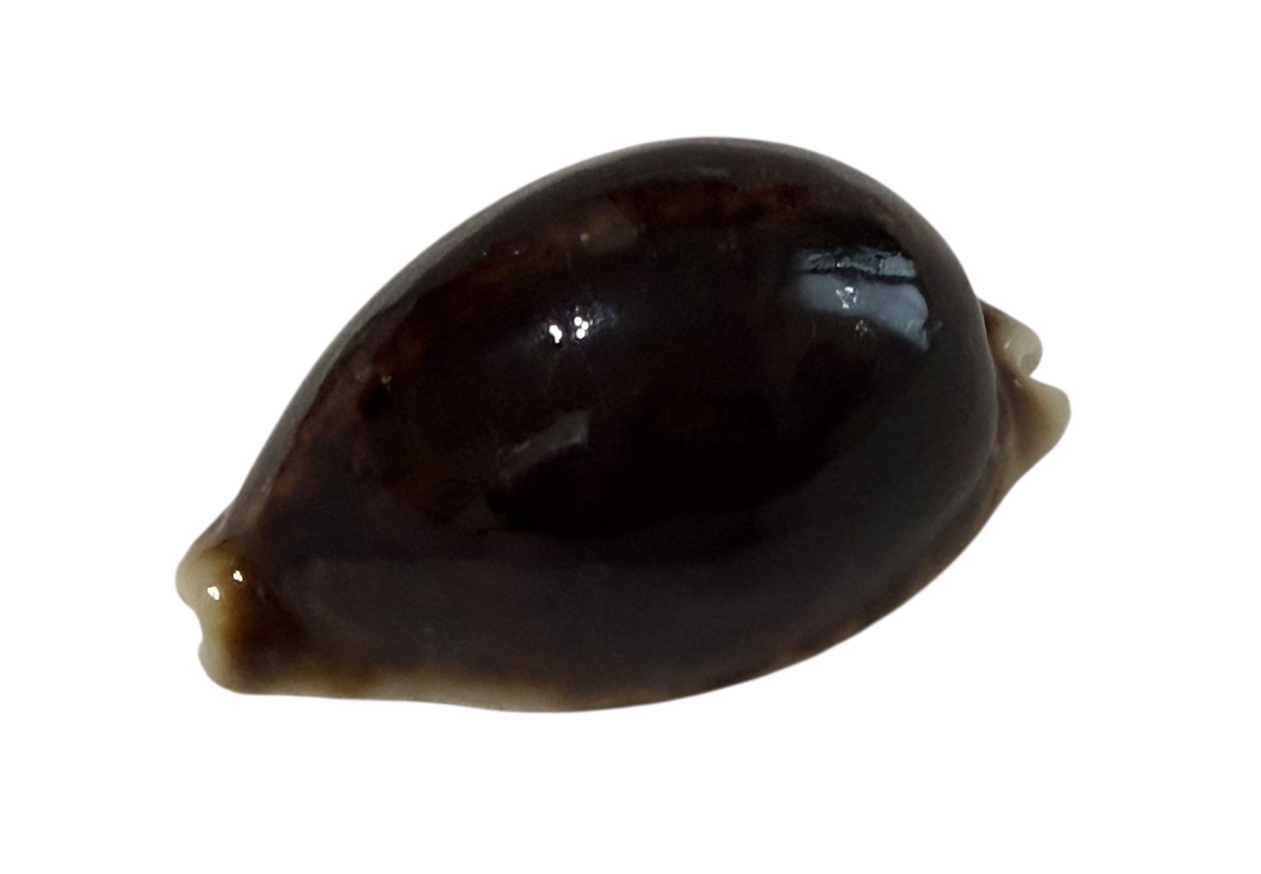 BC018 Cypraea pantherina f. funebralis - VERY DARK - Image 3