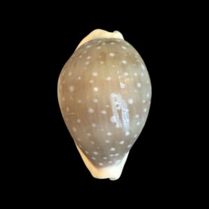 BC200 Lyncina camelopardalis - HIGH QUALITY