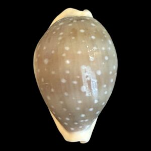 BC200 Lyncina camelopardalis HIGH QUALITY