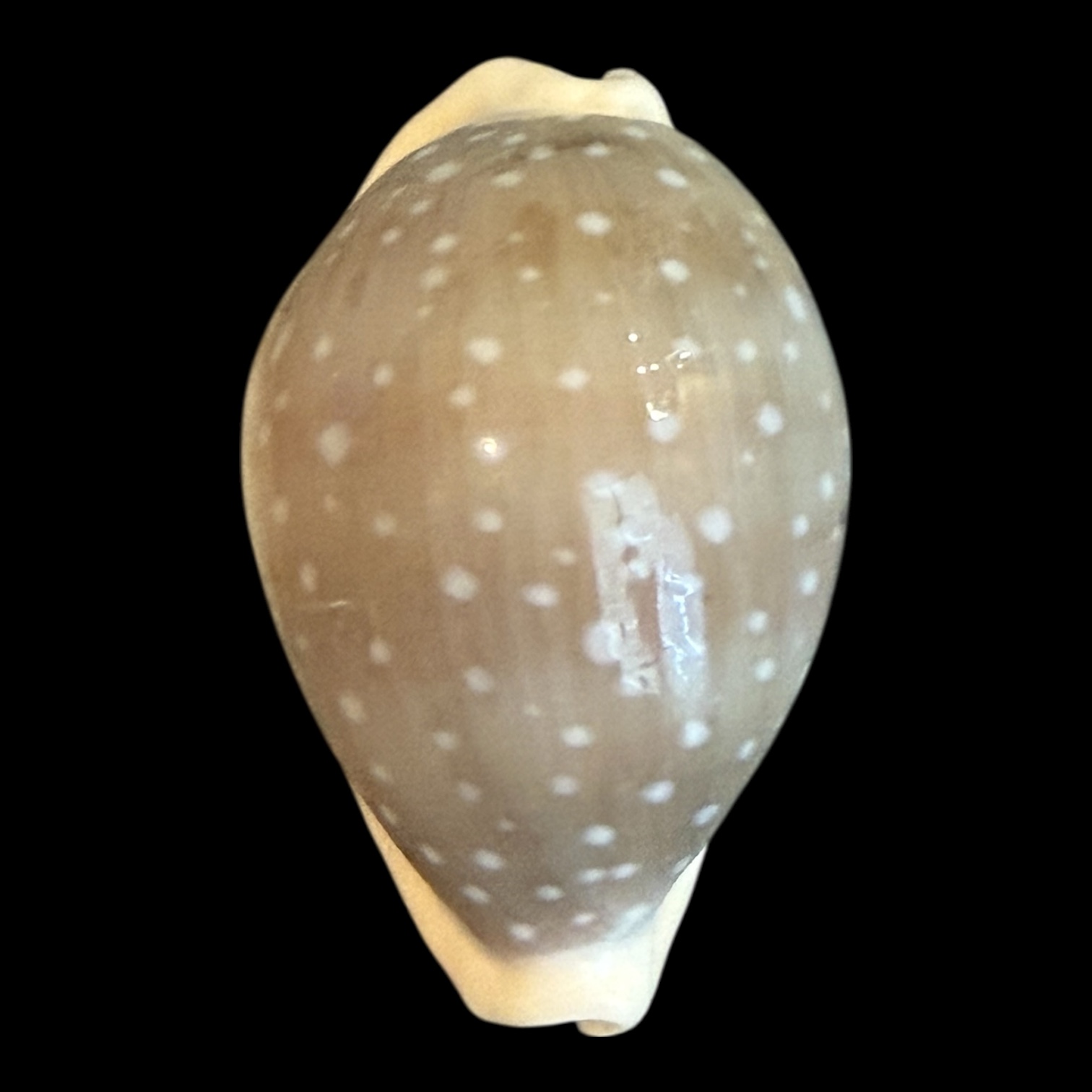 BC200 Lyncina camelopardalis HIGH QUALITY