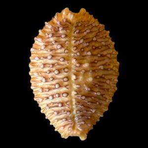 BC201 Nucleolaria cassiaui DARK VIOLET