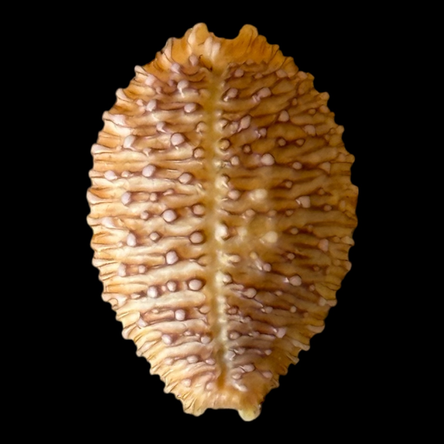 BC201 Nucleolaria cassiaui DARK VIOLET