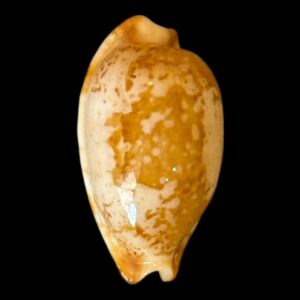 BC202 Bistolida stolida kwajaleinensis PINK