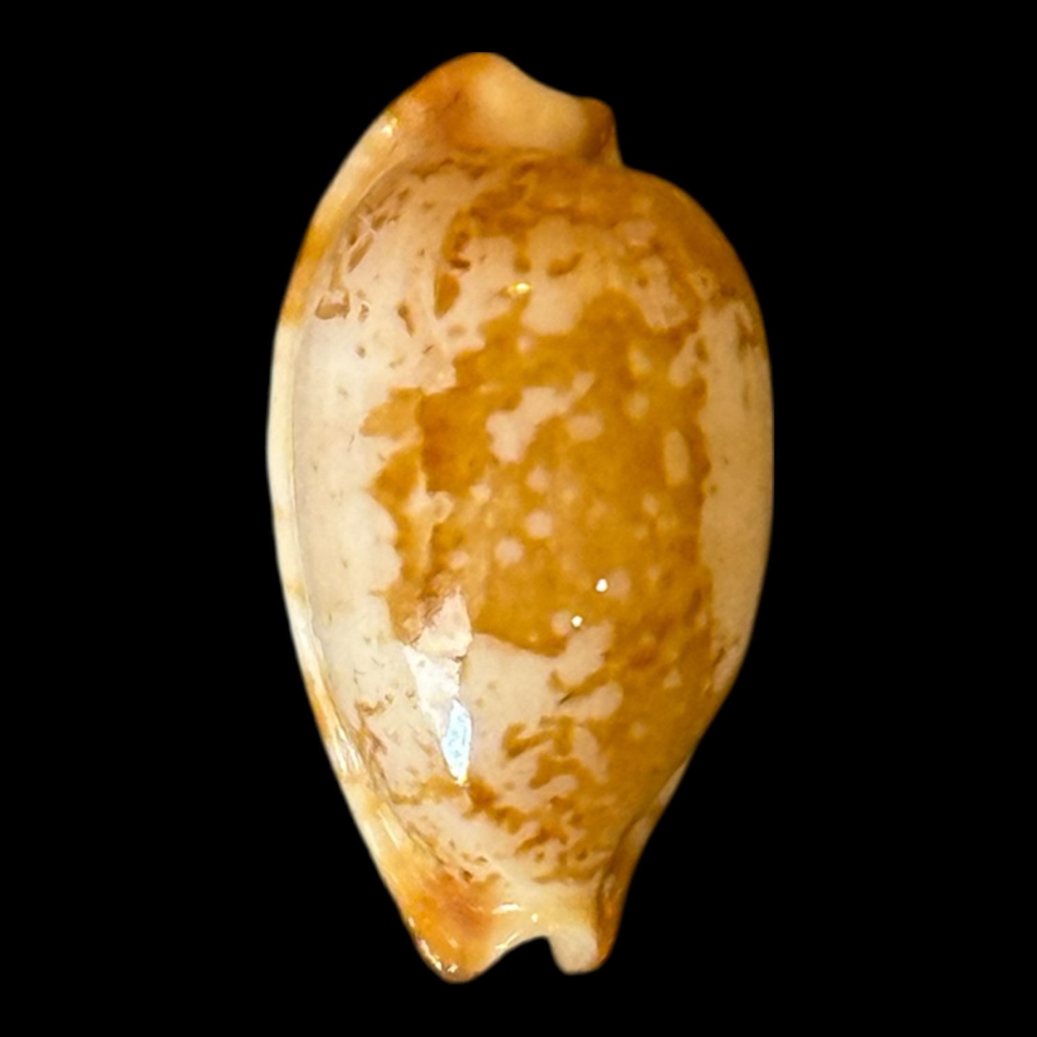 BC202 Bistolida stolida kwajaleinensis PINK