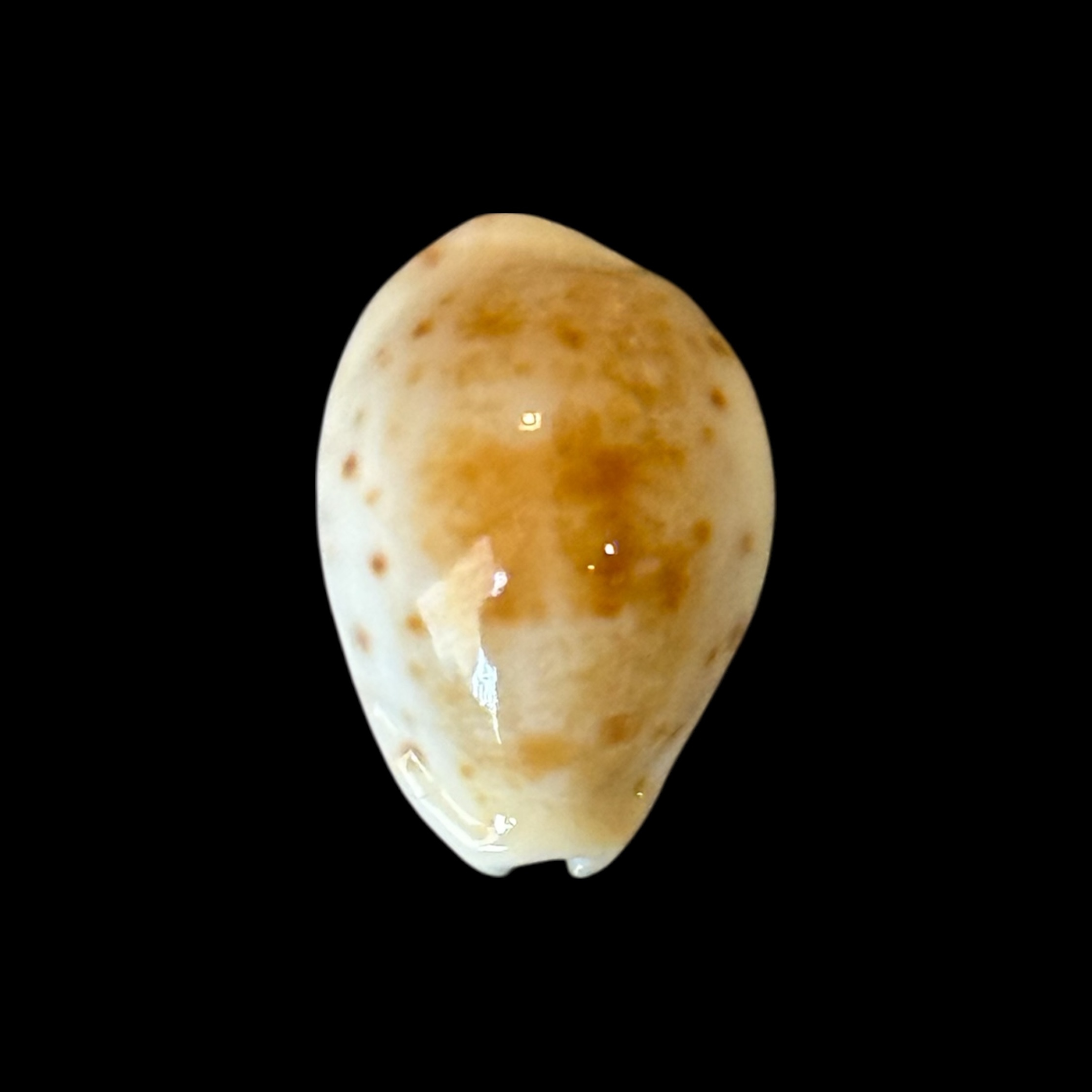 BC203 Talostolida rashleighana - RARELY OFFERED - Image 2