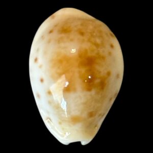 BC203 Talostolida rashleighana RARE