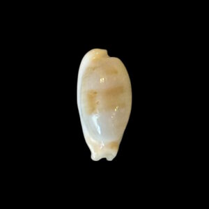 BC204 Talostolida pellucens natalensis - 'tortirostris'