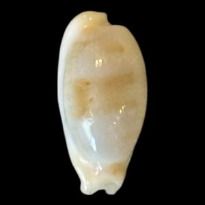 BC204 Talostolida pellucens natalensis 'tortirostris'