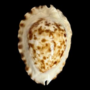 BC205 Zoila ketyana superba BARGAIN