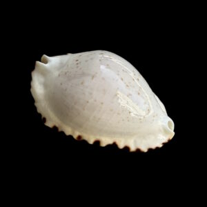 BC034 Zoila ketyana ketyana - SUPERB ONE