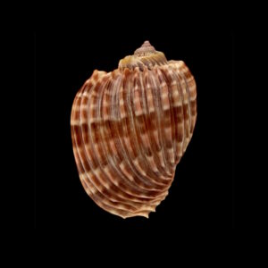 BC043 Harpa costata lutea f. anosyensis