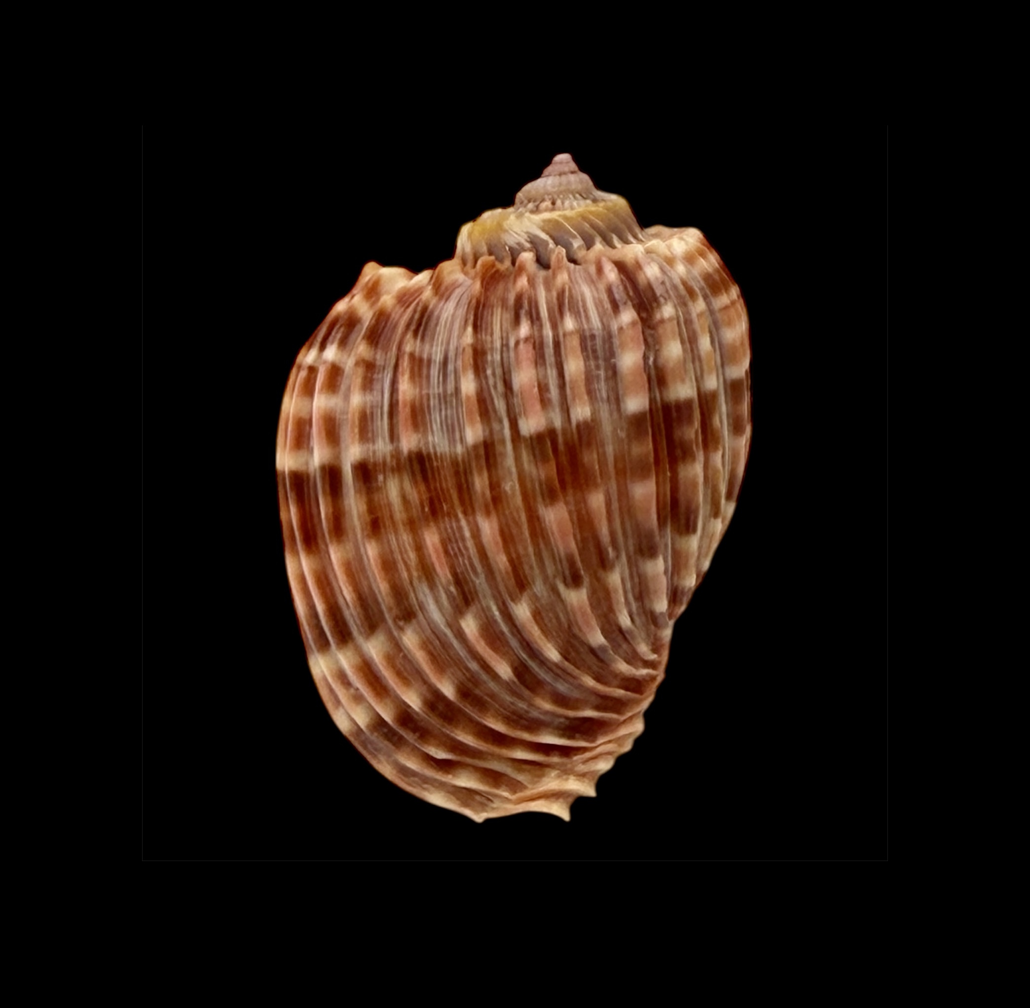 BC043 Harpa costata lutea f. anosyensis