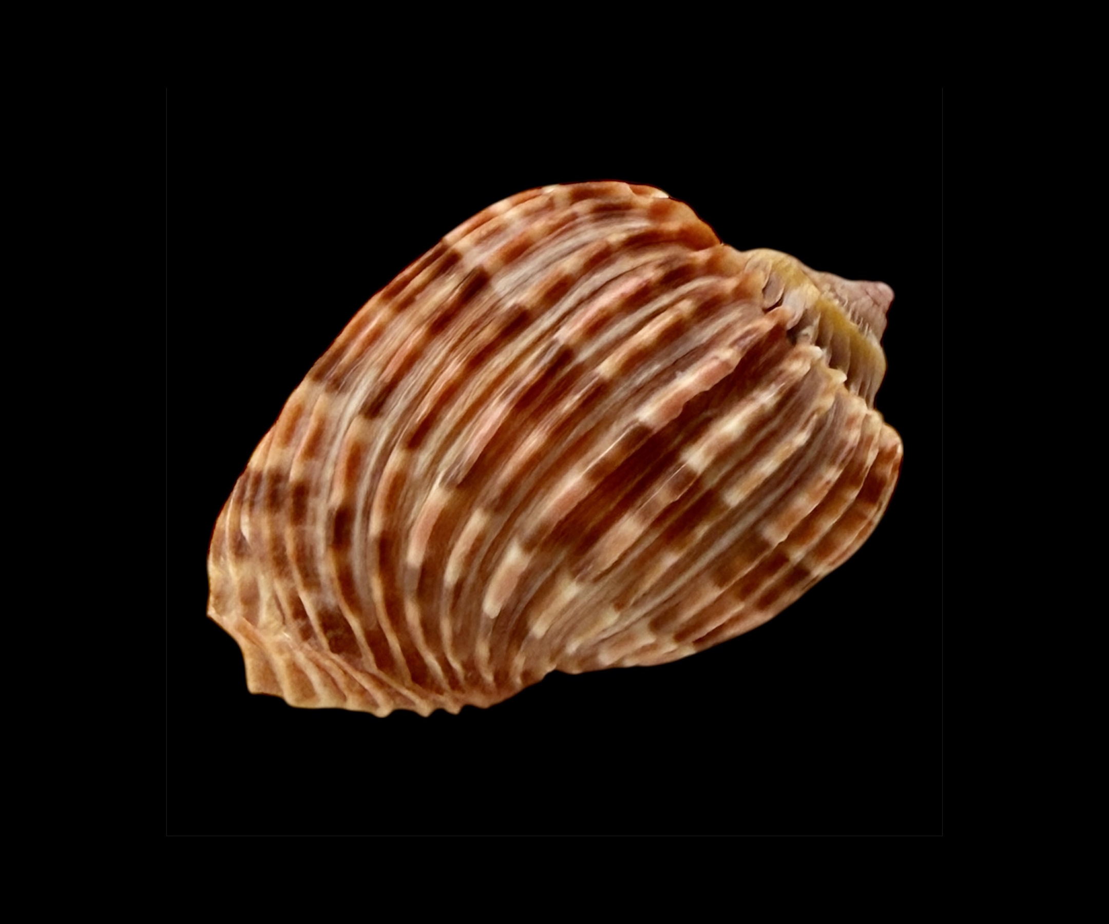 BC043 Harpa costata lutea f. anosyensis - Image 4