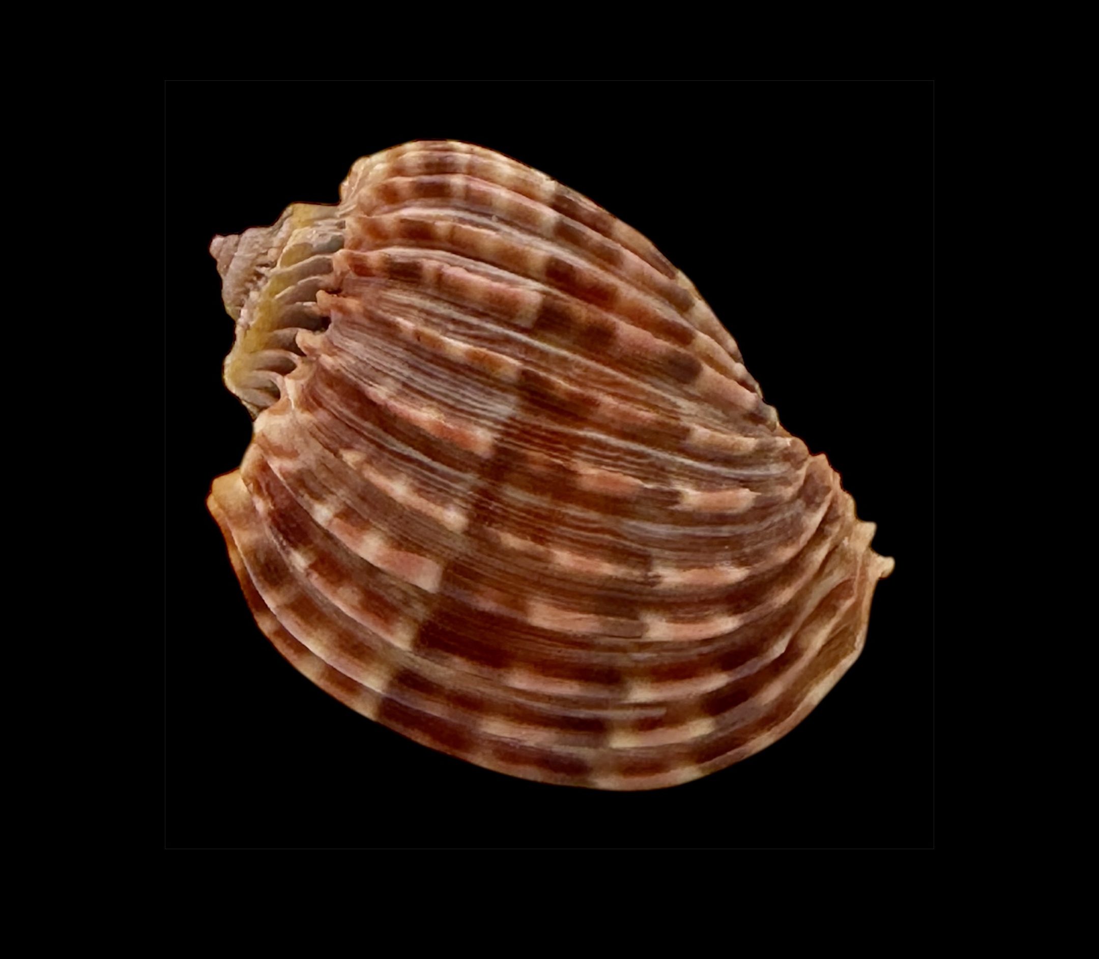 BC043 Harpa costata lutea f. anosyensis - Image 2