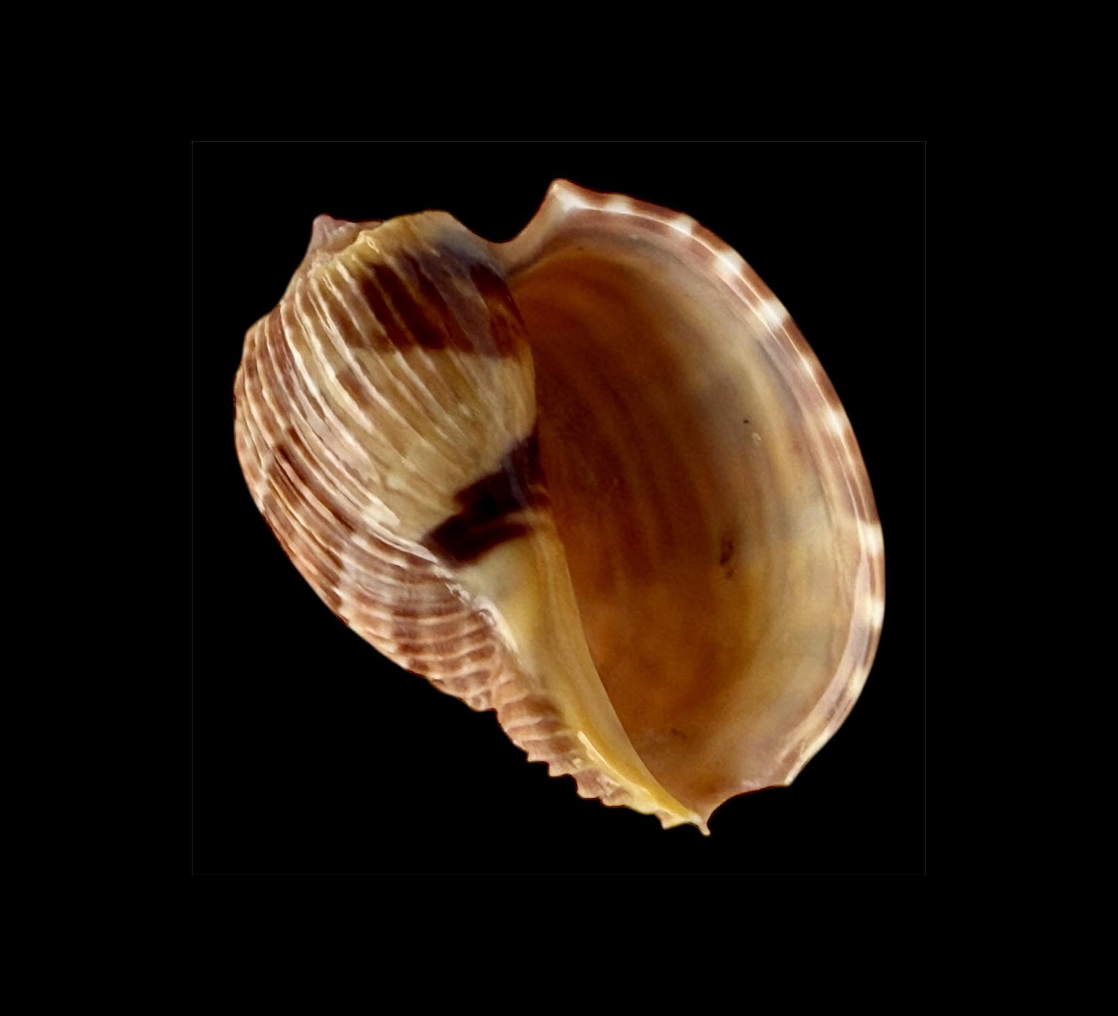 BC043 Harpa costata lutea f. anosyensis - Image 3