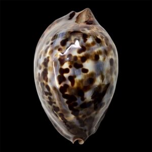 BC47 Zoila jeaniana sherylae