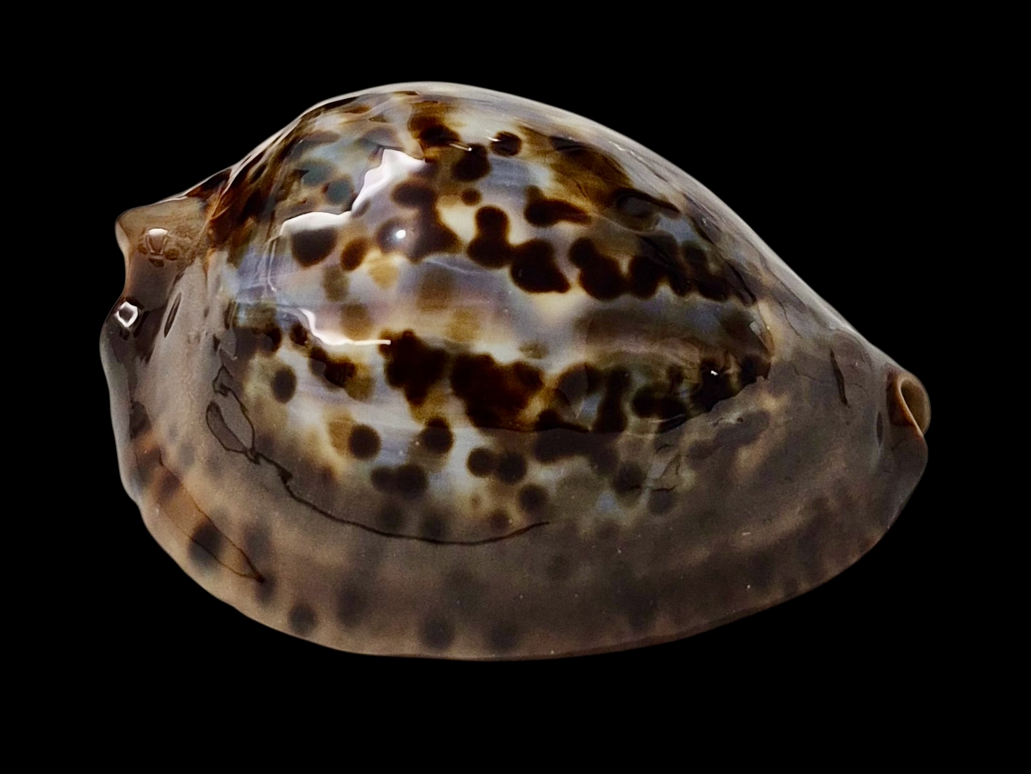 BC47 Zoila jeaniana sherylae - Image 4