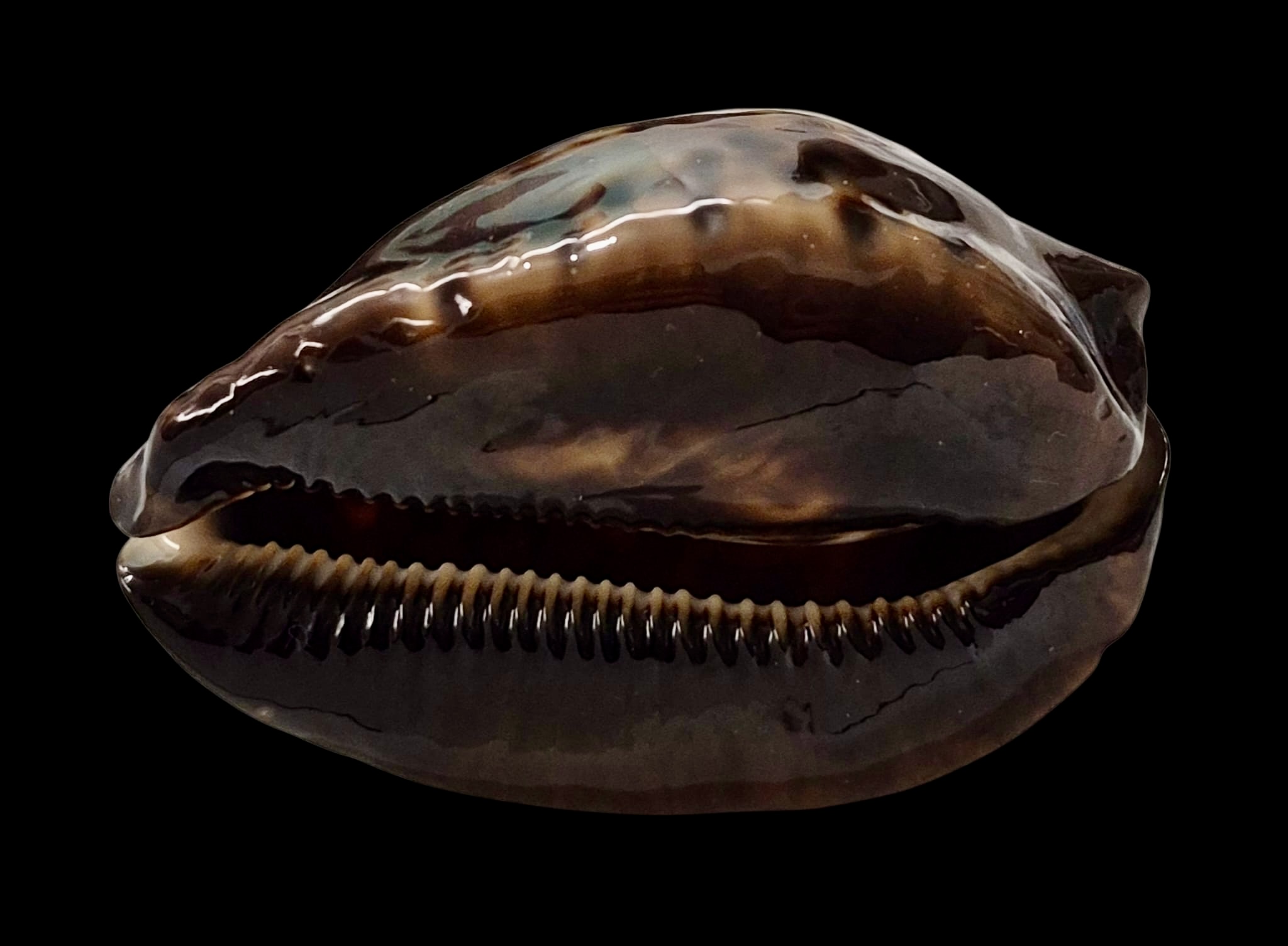 BC47 Zoila jeaniana sherylae - Image 2