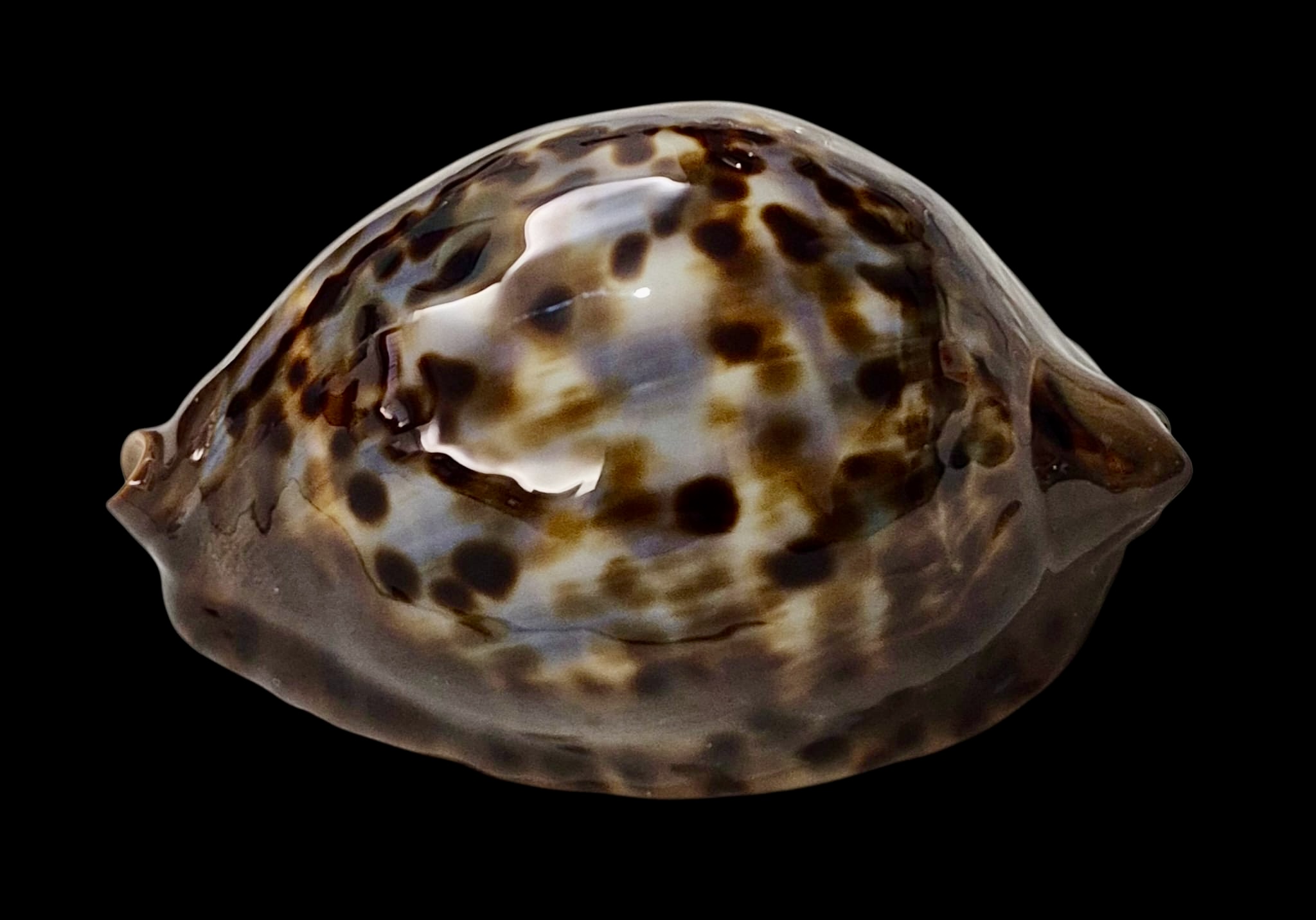 BC47 Zoila jeaniana sherylae - Image 3