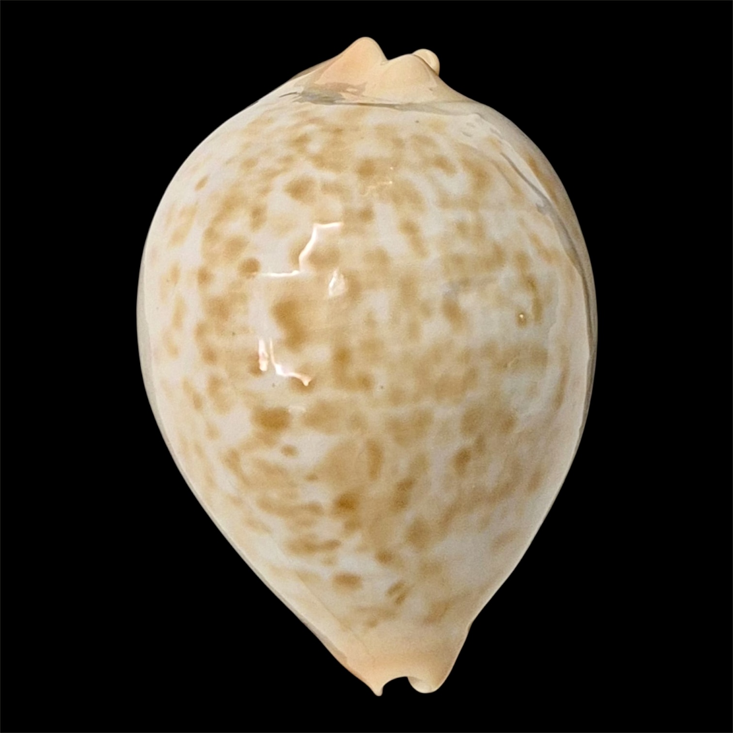 BC48 Zoila jeaniana aurata