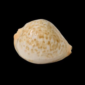 BC048 Zoila jeaniana aurata - TAIWAN BOATS