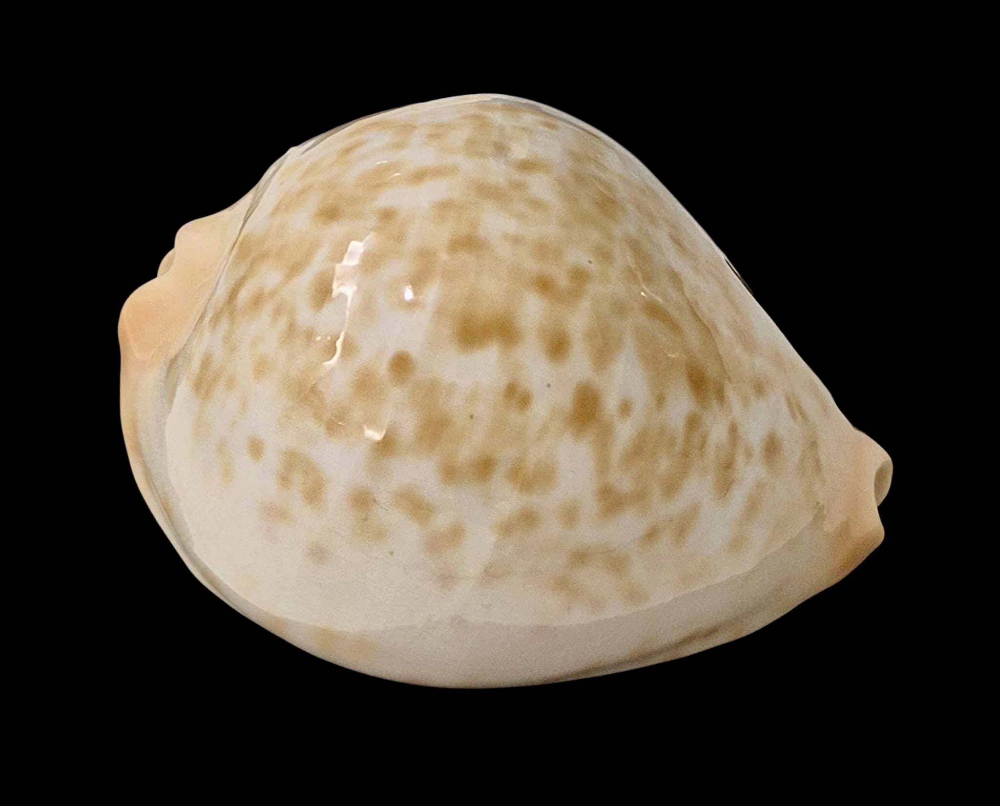 BC48 Zoila jeaniana aurata - Image 2