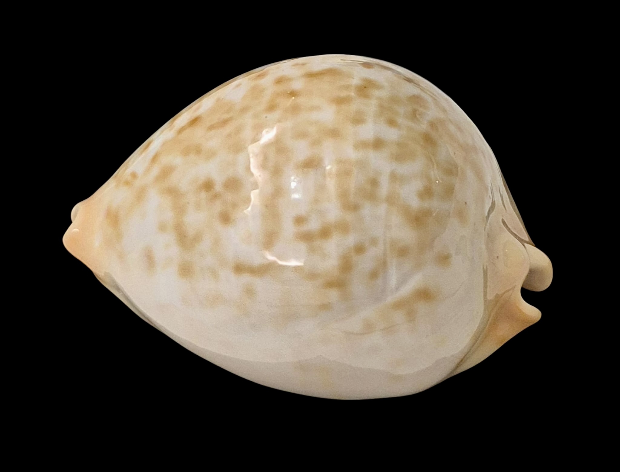 BC48 Zoila jeaniana aurata - Image 3