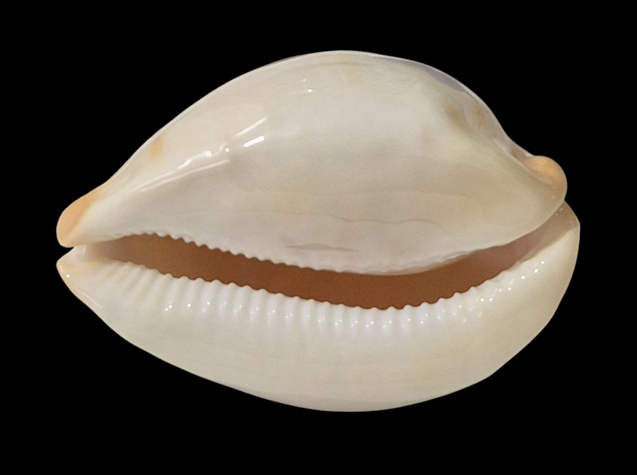 BC48 Zoila jeaniana aurata - Image 4